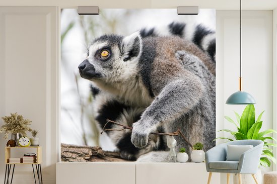 Papier Peint - Papier peint photo Singe - Arbre - Lémurien à queue annelée - Largeur 300 cm x Hauteur 300 cm