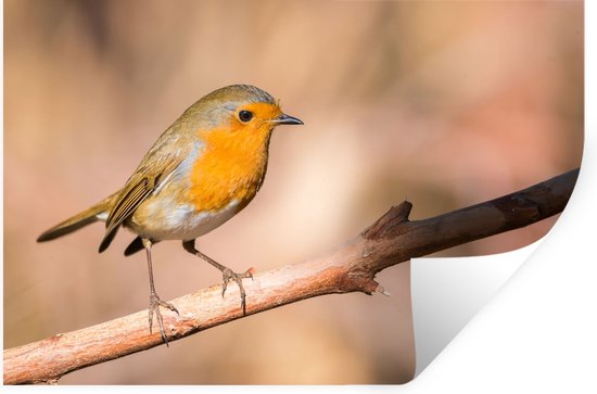 Stickers muraux - Vogel - Branche - Rouge-gorge - 90x60 cm - Feuille adhésive