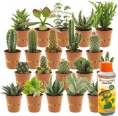 Desertworld Mini Cactussen en Vetplantjes Mix - 20 stuks - Ø 6 cm - Hoogte 8-15 cm - Cactus plant en Succulenten mix + Flesje 250ml Speciale Kwekers Cactus Voeding