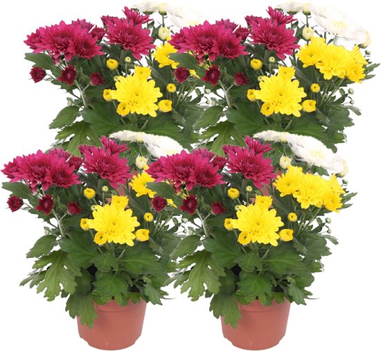 ZynesFlora | Chrysabella Carnaval - 4 Stuks - Potchrysant - Ø 12 cm - ↕ Hoogte: 25 cm – Chrysant - Tuinplant - Terrasplant - Kamerplant - Geel/rood/wit