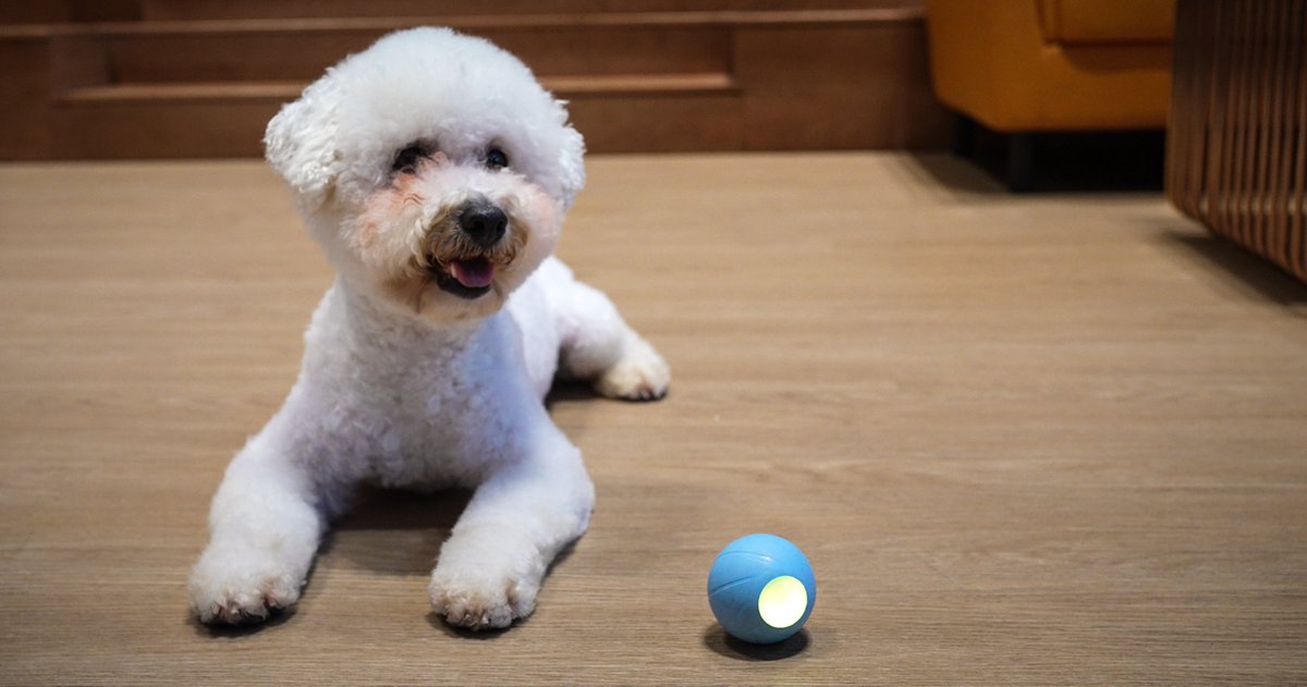 Pet Snack Ball Chien, Jouet Interactif pour Chien, Alimentaire Équilibre de  Voiture Pet Jouet, Slow Eating Boule, Peut Soulager l'anxiété, pour Chiens  de Grande Taille et de Petite Taille (Vert)