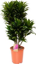 Kamerplant van Botanicly – Drakenboom – Hoogte: 100 cm – Dracaena compacta