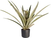 Decorum Ananas Champaca - Ananasplant - Met Elho® Bloempot Antracite - 55cm