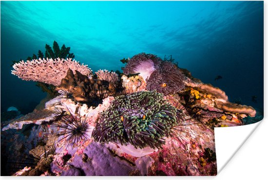 Affiche - Corail coloré dans une mer sombre - 30x20 cm