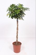 Kamerplant van Botanicly – Schefflera Arboricola Gold Capella – Hoogte: 135 cm