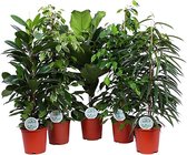Kamerplanten van Botanicly – 5 × Treurvijg – Hoogte: 90 cm – Ficus benjamina