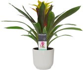 Bloem van Botanicly – Guzmania in witte ELHO plastic pot als set – Hoogte: 40 cm – Guzmania Fancy