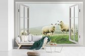Behang - Fotobehang Doorkijk - Gras - Schaap - Breedte 420 cm x hoogte 280 cm