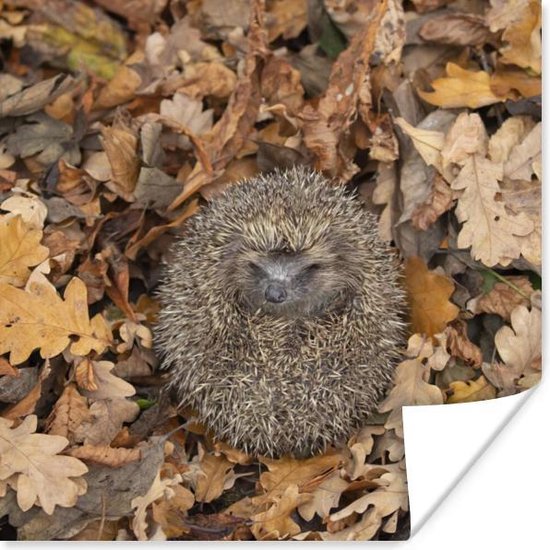 Poster Egel - Herfst - Bos - 75x75 cm