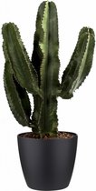 FloriaFor - Euphorbia Erytrea Canarias Met Elho Sierpot (Brussels Round Zwart) - - ↨ 80cm - ⌀ 25cm