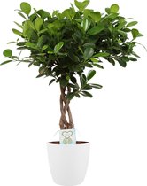 Hellogreen Kamerplant - Ficus Macrocarpa Moclame - Gevlochten stam - 65 cm - ELHO sierpot Wit