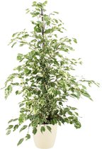 Kamerplant van Botanicly – Treurvijg incl. crème kleurig sierpot als set – Hoogte: 105 cm – Ficus benjamina Twilight