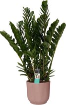 Kamerplant van Botanicly – Zamioculcas Zamifoliia in roze ELHO plastic pot als set – Hoogte: 80 cm