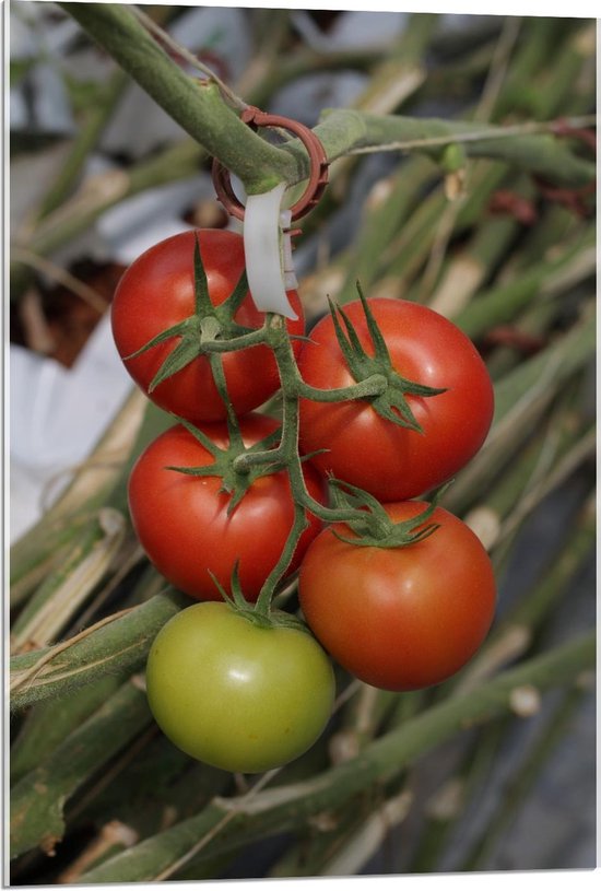 Acrylglas - Tomaten aan Plant - 60x90cm Foto op Acrylglas (Wanddecoratie op Acrylglas)