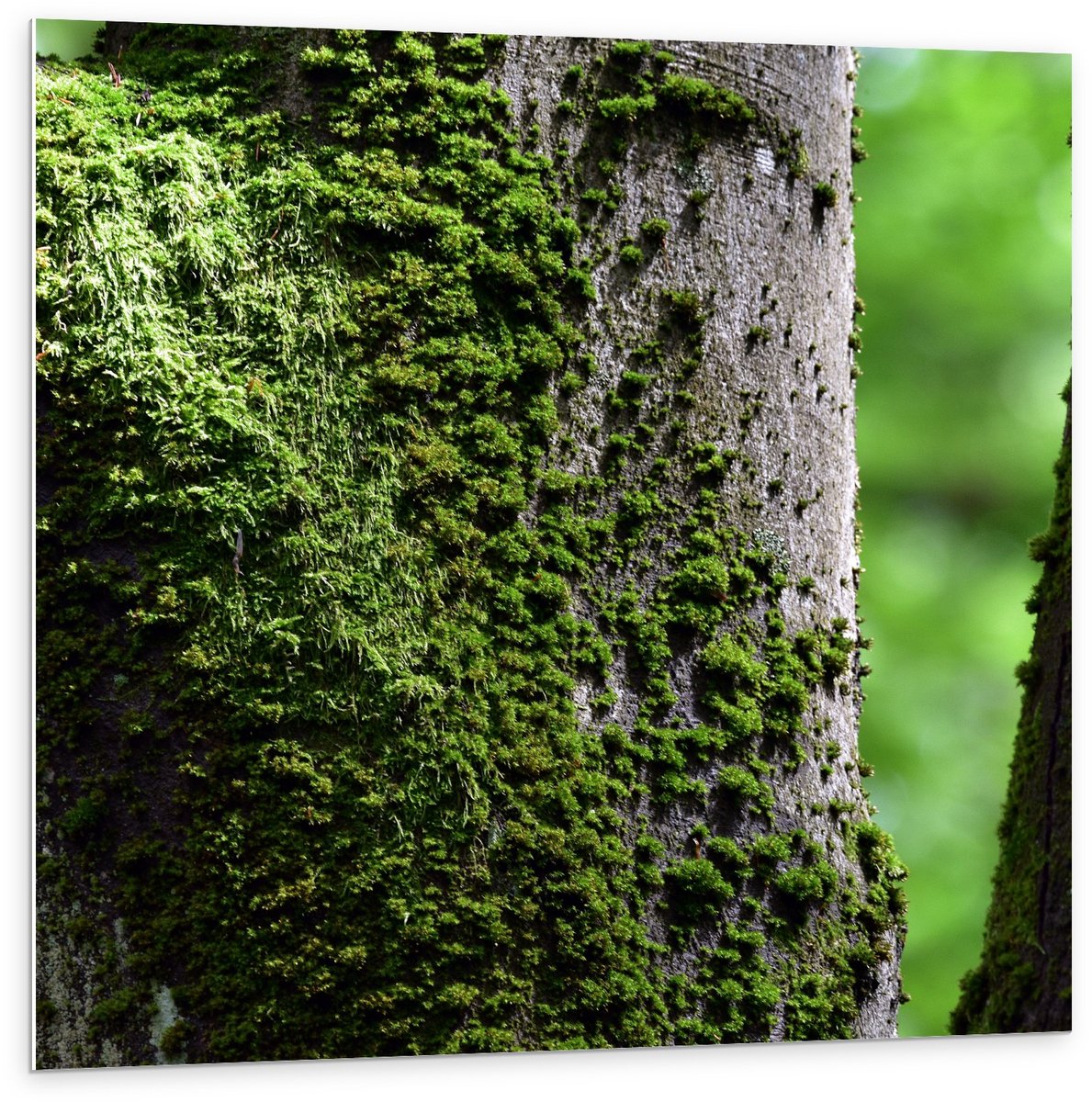 KuijsFotoprint Forex - Mos op Boom - 100x100cm Foto op Forex Groen
