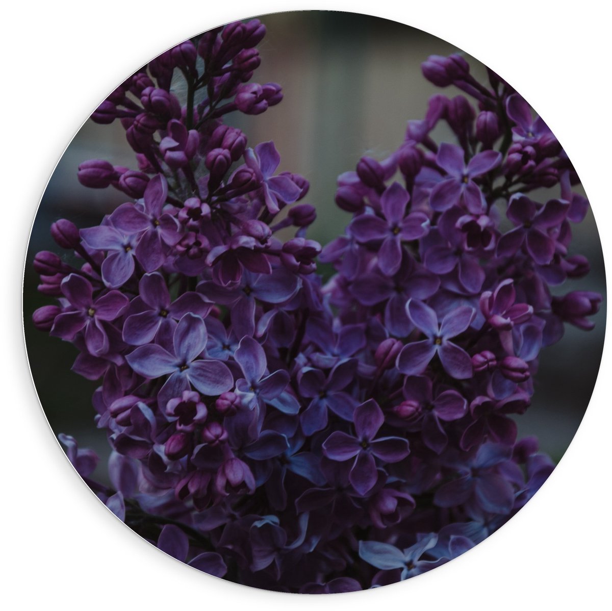 Forex Wandcirkel - Paarse Bloemen - 90x90cm Foto op Wandcirkel (met ophangsysteem)
