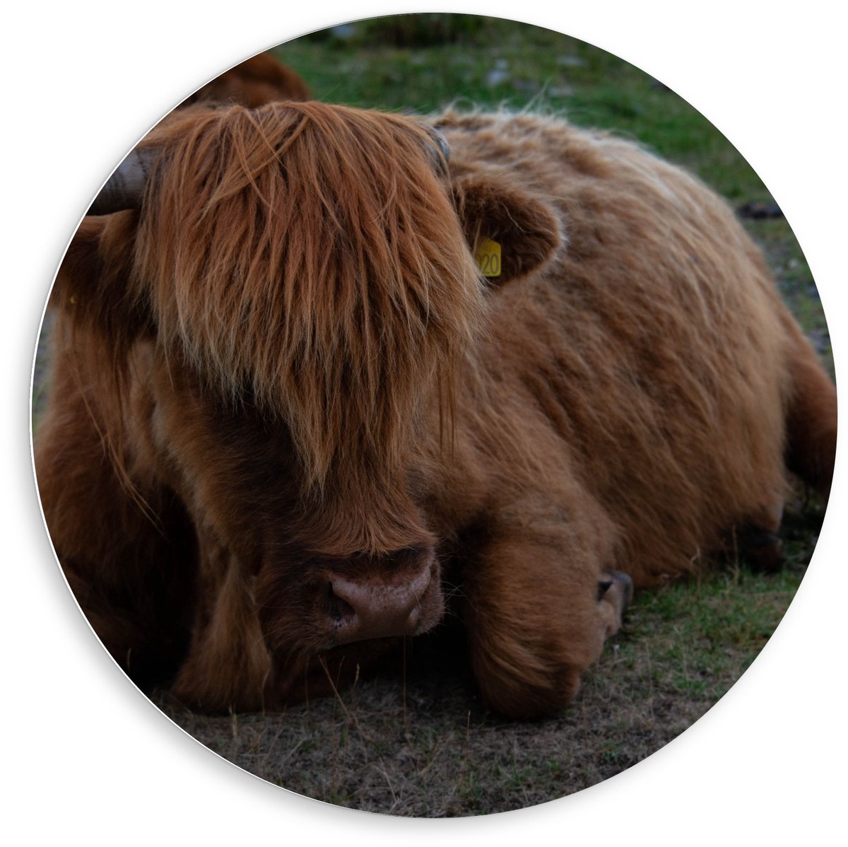 KuijsFotoprint Forex Wandcirkel - Liggende Schotse Hooglander Koe - 80x80cm Foto op Wandcirkel (met ophangsysteem) Groen