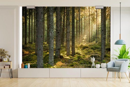 Papier peint - Papier peint photo Forêt - Arbre - Soleil - Largeur 420 cm x hauteur 280 cm