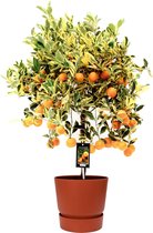 Fruitgewas van Botanicly – Citrus Variegata in roodbruin ELHO plastic pot als set – Hoogte: 75 cm