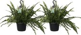 Nephrolepis exaltata 'Green Lady' 2 stuks - 40cm