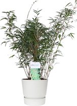 ‘Fargesia Rufa’ (Bamboe) in ELHO outdoor sierpot Greenville (wit) ↨ 80cm - hoge kwaliteit planten