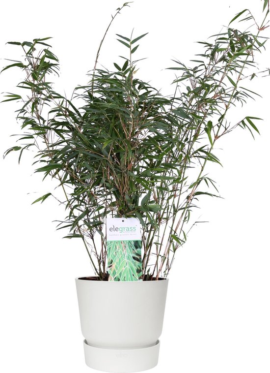 ‘Fargesia Rufa’ (Bamboe) in ELHO outdoor sierpot Greenville (wit) ↨ 80cm – hoge kwaliteit planten