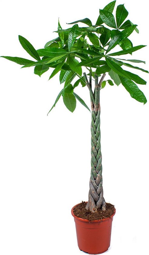 Pachira 'Aquatica' | Geldboom gevlochten stam per stuk - Kamerplant in kwekerspot ⌀27 cm - ↕130-140 cm