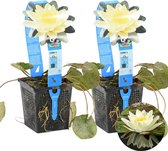 Waterlelie Geel | Nymphaea 'Marliacea Chormat' 2x - Vijverplant in kwekerspot ⌀11 cm - ↕15 cm