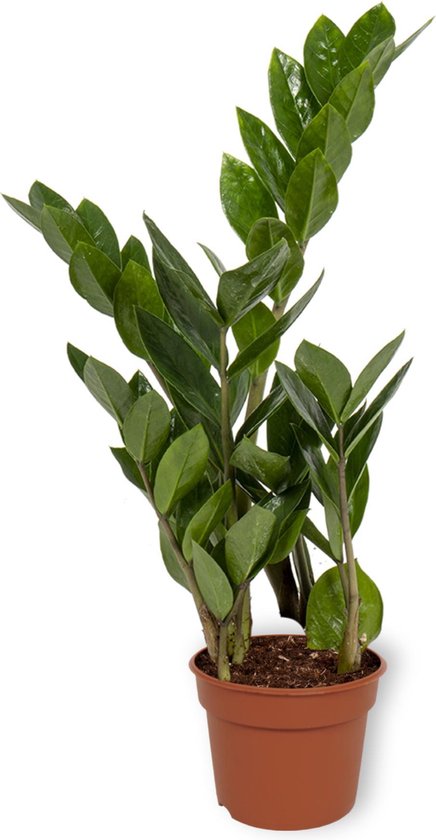 Kamerplant Zamioculcas Zamiifolia - ZZ Plant - Rubberplant - 12cm diameter - +/- 25cm hoog