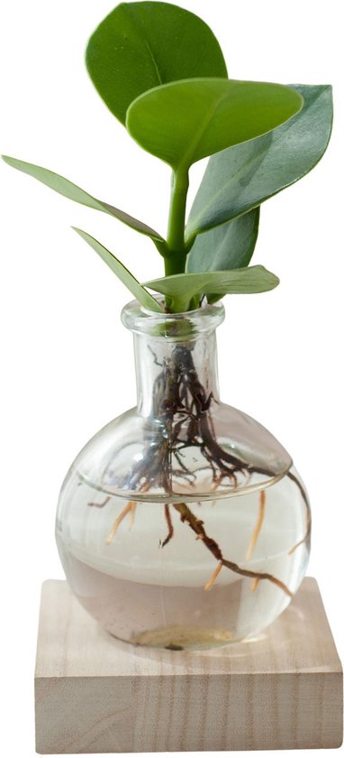 Acreny Lampe de Bureau en Verre Hydroculture Vase Fleur Pot de Fleurs avec Bol en Bois Décoration de Bureau Standard A 