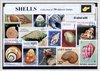 Afbeelding van het spelletje Schelpen – Luxe postzegel pakket (A6 formaat) : collectie van 50 verschillende postzegels van schelpen – kan als ansichtkaart in een A6 envelop - authentiek cadeau - kado - geschenk - kaart - schelp - zee - kalk - skelet - weekdier - slak - zeedier