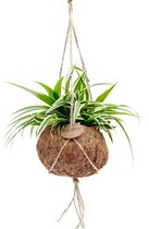 Graslelie in Plantenhanger – Supermooie hangende bloempot van kokosvezel – Chlorophytum – staat geweldig Ø 15 cm – Hoogte 25 cm (waarvan 10 cm plant en 15 cm pot)