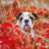 Bulldog - Kalender 2022