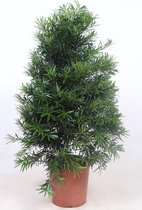 Kamerplant van Botanicly – Podocarpus macrophylla – Hoogte: 140 cm