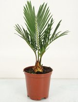 Kamerplant van Botanicly – Varenpalm – Hoogte: 27 cm – Cycas Revoluta