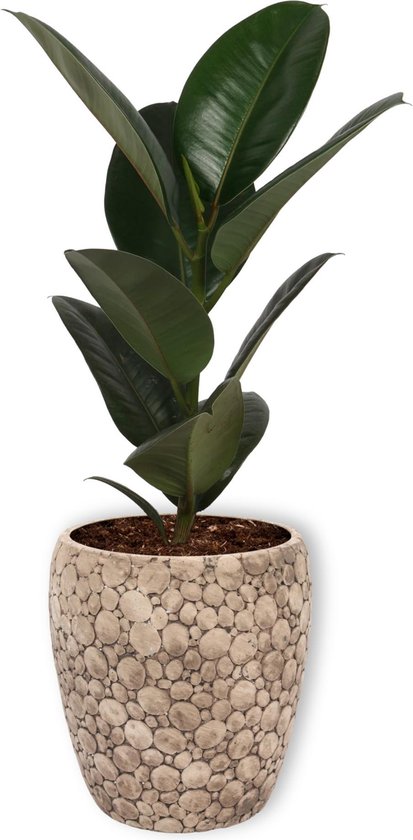 Kamerplant Ficus Robusta - ± 70cm hoog – 19cm diameter in creme kleurige pot