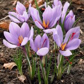 18x Krokus - Crocus sativus - Paars - 18 bollen