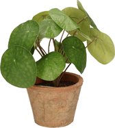 Emerald Kunstplant pilea/pannekoekplant - groen - in pot - 25 cm