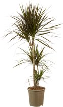 Dracaena Margenta - Luchtzuiverende Kamerplant - ø24cm - 125cm