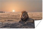 Poster Leeuw - Zon - Afrika - 90x60 cm