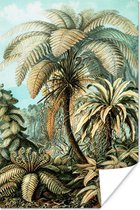 Affiche Palmier - Ernst Haeckel - 20x30 cm
