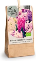 5x Hyacinten - Hyacinthus - Mix 'Colorful Temptation' Biologisch - Little Green -  5 bollen
