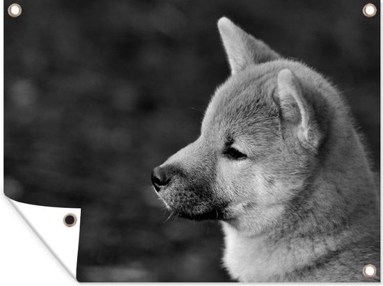 D coration de Jardin Close up Shiba Inu noir et blanc 40x30 cm