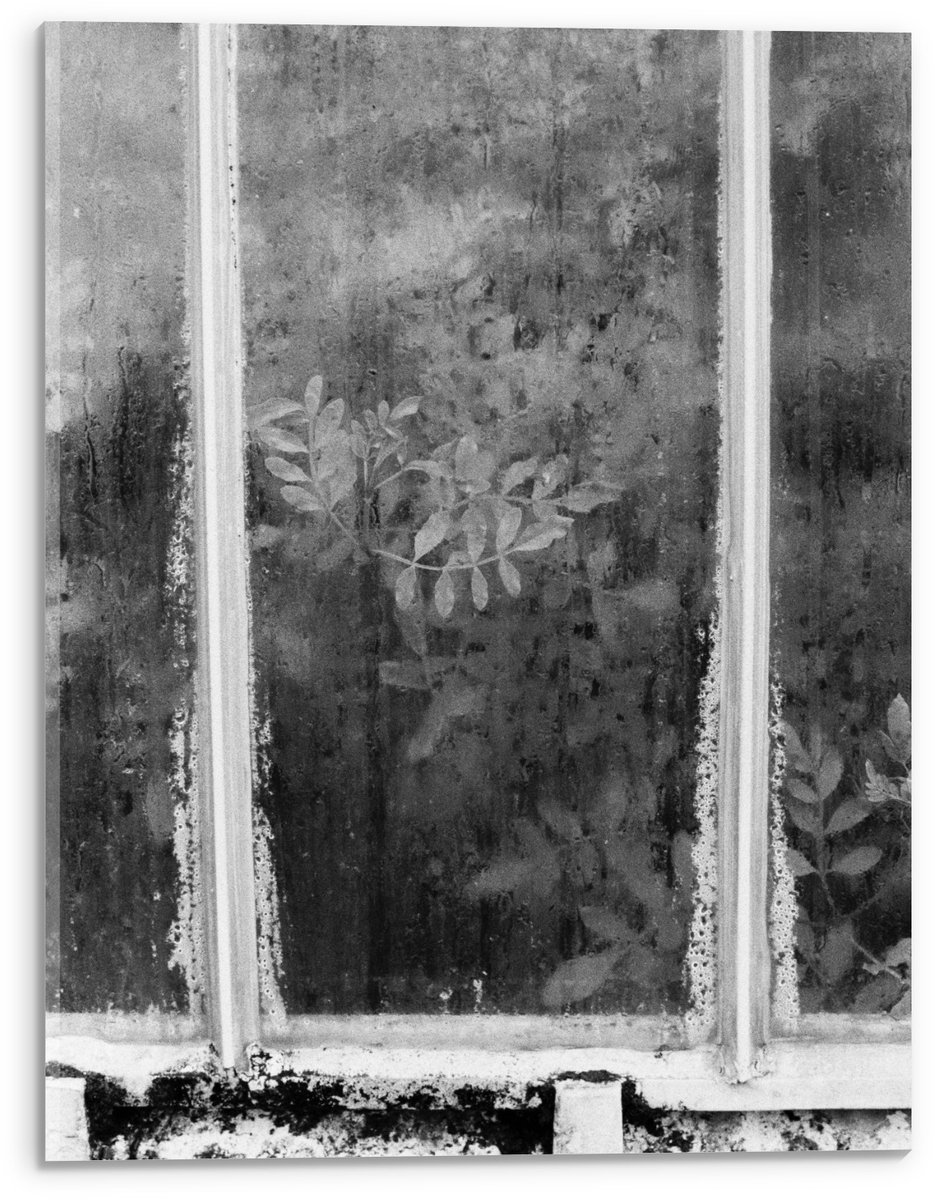 KuijsFotoprint Acrylglas - Raam met Planten erachter in Zwart Wit - 30x40cm Foto op Acrylglas (Wanddecoratie op Acrylglas)