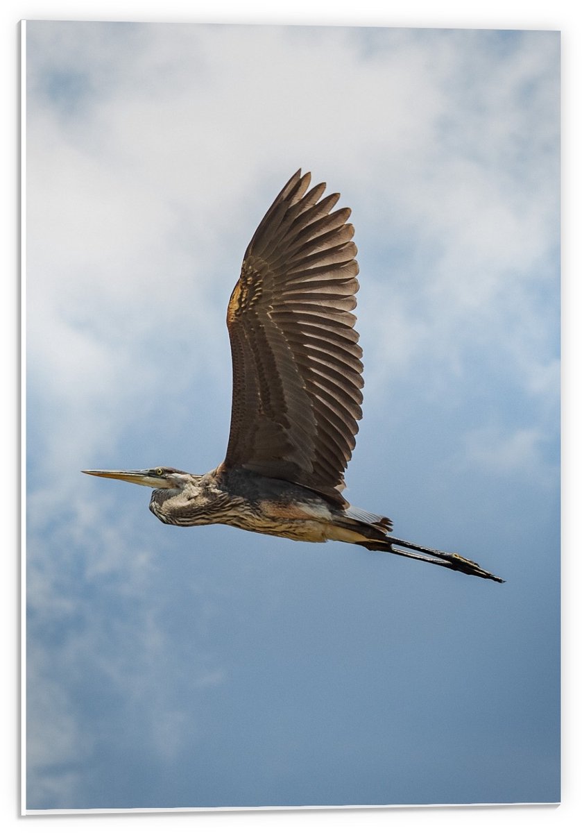 Forex - Roofvogel in de Lucht - 40x60cm Foto op Forex