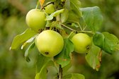 Appelboom - Zuilappel 'Green Sensation' - 80cm hoog in 5 liter pot