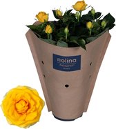 Bloem van Botanicly – Rosa Patio Hit – Hoogte: 36 cm