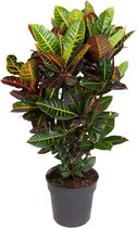 Kamerplant van Botanicly – Croton – Hoogte: 100 cm – Codiaeum Petra