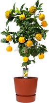 Fruitgewas van Botanicly – Citrus Canaliculata in roodbruin ELHO plastic pot als set – Hoogte: 85 cm