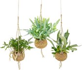 Kamerplanten van Botanicly – 3 × verschillende kleine kamerplanten in kokosvezel hangpot als set – Hoogte: 40 cm – Botanic mix S